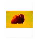 Sitzender Bison Postkarten