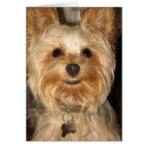 smiley yorkie grußkarte