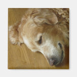 snoozing magnete
