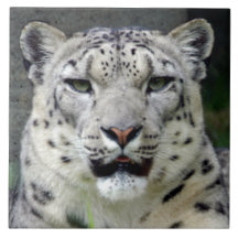 snow-leopard10x10 keramikkacheln