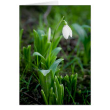 Snowdrop Gruß-Karte | Grusskarte Schneegloeckch
