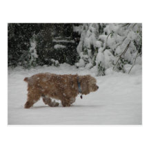 Snowy Cocker spaniel Postkarten