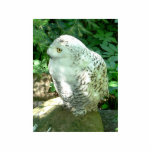 Snowy-Eulen-Vogel Acryl Ausschnitt