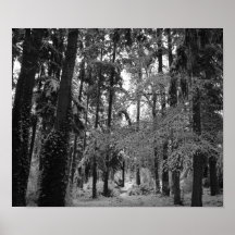 Snowy-Holz Plakatdrucke