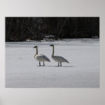 Snowy-Trompeters-Schwäne Posterdrucke