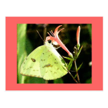 Sommer-Schmetterling Postkarte