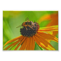 Sommer-Summen-Sammlung 7 x photographischer Druck 