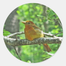 SommerTanager (weiblich) Aufkleber