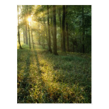 Sonnenaufgang durch den Eichen- und Hickorywald, M Postkarte