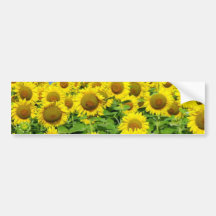 Sonnenblume-Felder Auto Sticker
