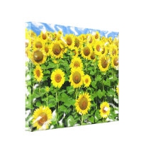 Sonnenblume-Felder Galerie Gefaltete Leinwand