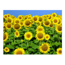 Sonnenblume-Felder Postkarte