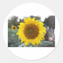 Sonnenblume-Fotografie Runder Aufkleber