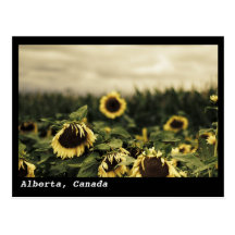 Sonnenblume-Landschaftspostkarte, Alberta, Kanada