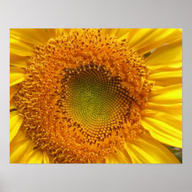 Sonnenblume-Plakat-Drucke