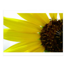 Sonnenblume Postkarte