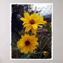 Sonnenblume-Zaun-Druck Plakat