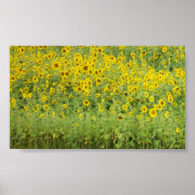 Sonnenblumen Plakatdruck