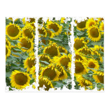 Sonnenblumen! Postkarten