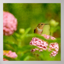 Spähen des Kolibris Posterdrucke