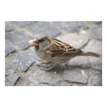 Spatz mit Brotkrumen Photographien