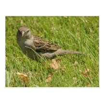 Spatz Postkarten