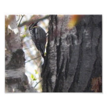 Specht auf einem Baum8x10 Photoprint