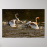 Spielen des Cygnets-Druckes Posterdrucke
