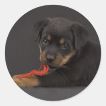 Spielen von Welpen 5 Runde Sticker