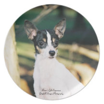 Spielzeug-Foxterrier Flacher Teller