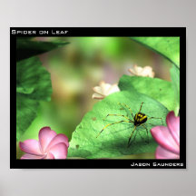 Spinne auf Blatt Posterdrucke