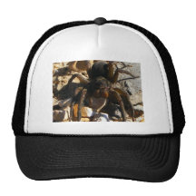 SPINNE NAHE DEN BAHNEN CAP