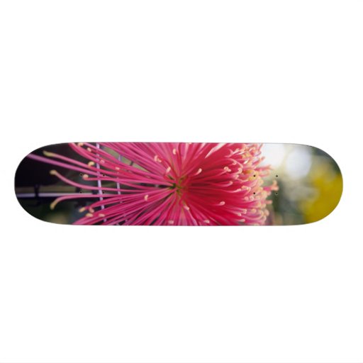 Spinnen-Chrysantheme-Skateboard Skateboard Deck