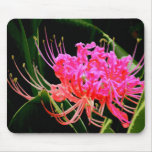 Spinnen-Lilie 1 Mousepads