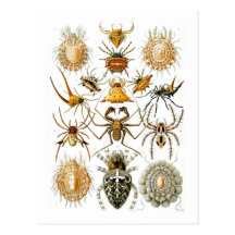 Spinnenartige Tiere (Spinnen), Ernst Haeckel Postkarte