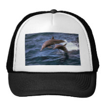 Spinnerdelphin Retrokultkappe