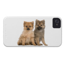 Spitz-Welpen iPhone 4 Case-Mate Hülle