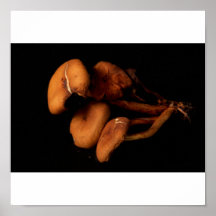 Spitze der Pilze Posterdrucke