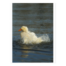 Splasher Postkarte