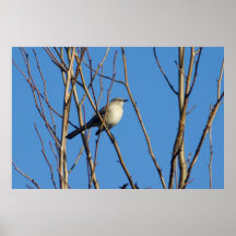 Spottdrossel II Plakat
