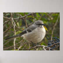 Spottdrossel Plakatdrucke