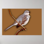 Spottdrossel Plakatdruck