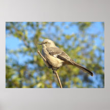 Spottdrossel Posterdrucke