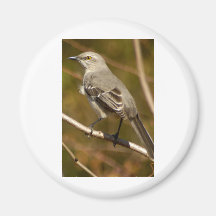 Spottdrossel-Vogelkunde Kühlschrankmagnete