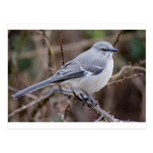 Spottdrossel-Vogelkunde Postkarten
