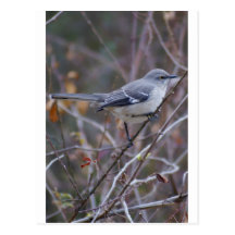 Spottdrossel-Vogelkunde Postkarten
