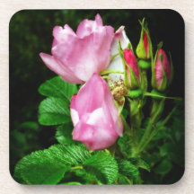 Spray der schönen rosa Rosen und der Rosenknospen Getränke Untersetzer
