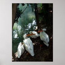 Sprechenpelikane - Kunst-Druck Posterdruck