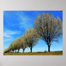 Spring Tree Line Poster