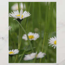 Spring Wild Daisies Flyers